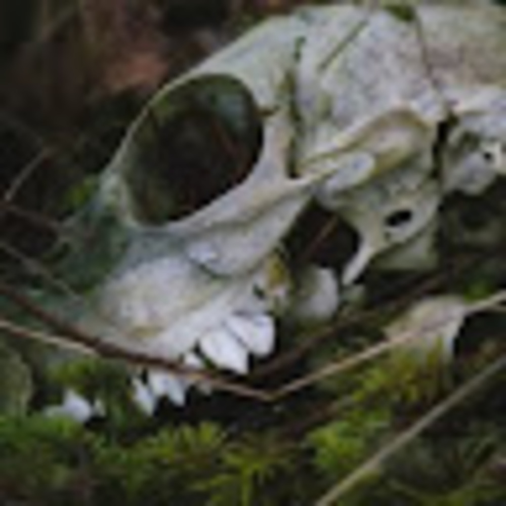 Meet your Posher, Jesse